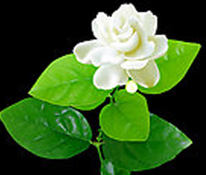 安全套專(zhuān)用茉莉香精