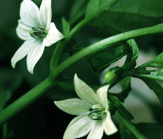 日用香精-夜來(lái)香香精